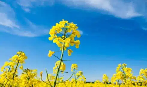 Wide view of a blooming yellow rapeseed field, the dominant European feedstock used to produce B100 biodiesel (RME)