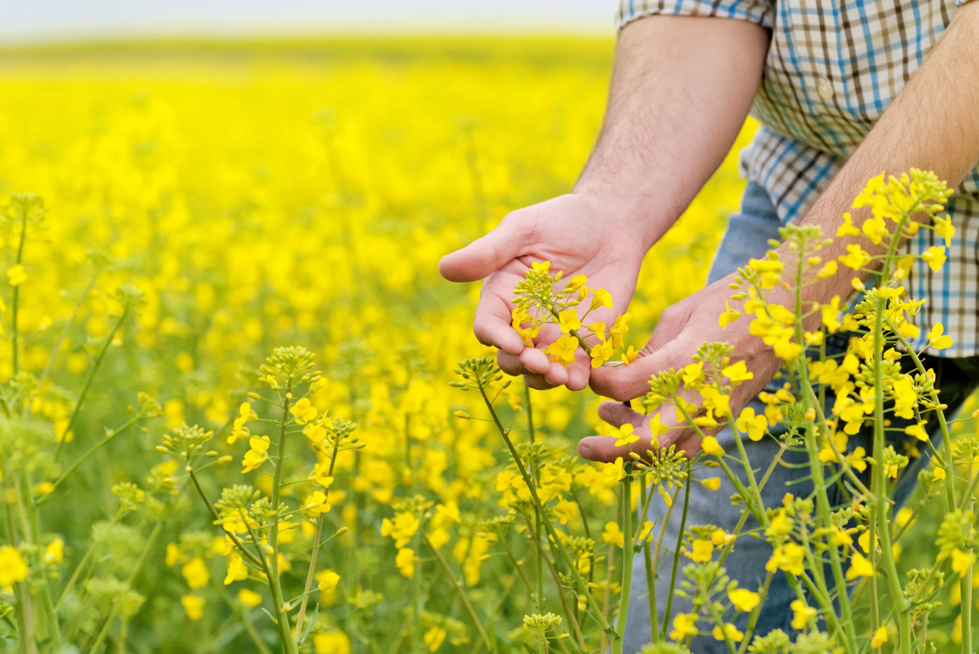 Close-up of a single blooming rapeseed flower cluster against a blue sky, the flowering stage of Europe's dominant biodiesel feedstock crop