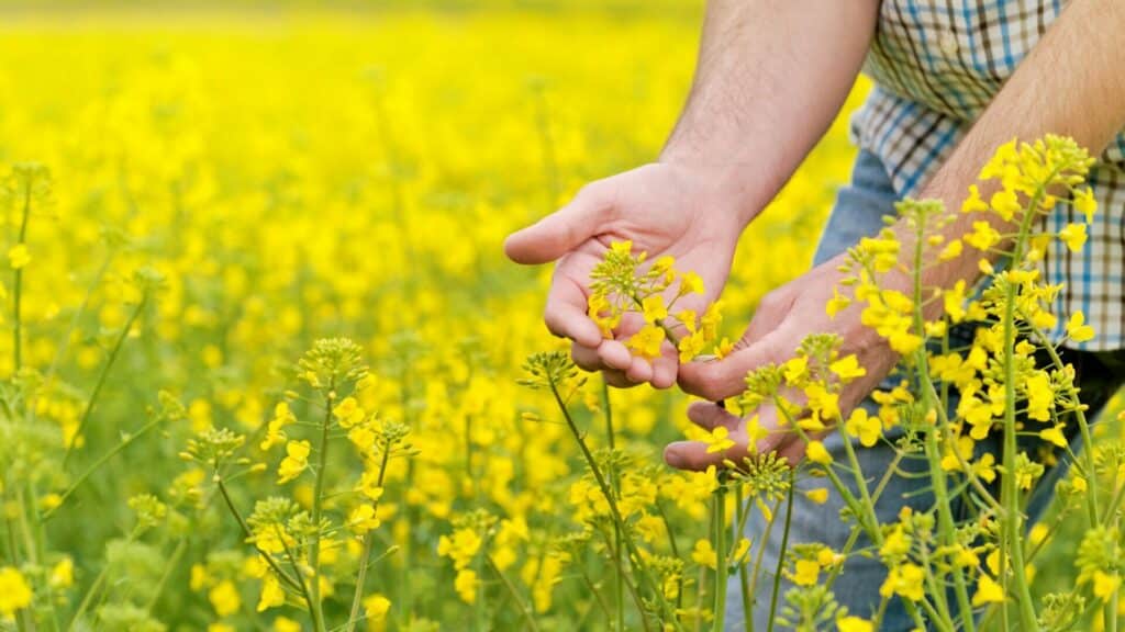 Nærbillede af en enkelt blomstrende rapsklase mod en blå himmel, blomstringsstadiet for Europas dominerende biodieselråvare