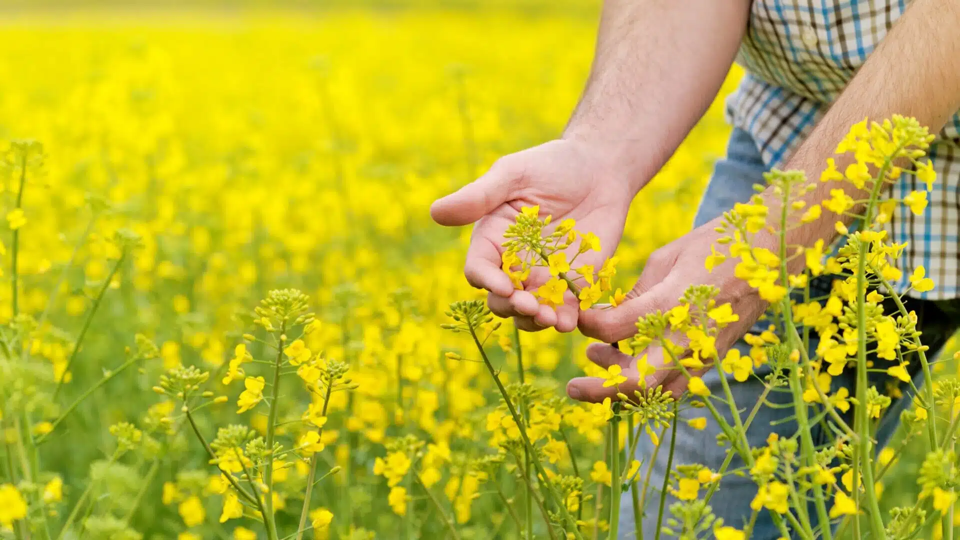Close-up of a single blooming rapeseed flower cluster against a blue sky, the flowering stage of Europe's dominant biodiesel feedstock crop
